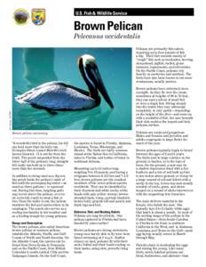 U.S. Fish & Wildlife Service  Brown Pelican
