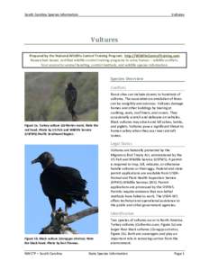 South Carolina Species Information  Vultures Vultures Prepared by the National Wildlife Control Training Program. http://WildlifeControlTraining.com