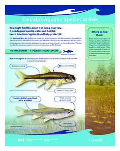 Canada’s Aquatic Species at Risk You might find this small fish living near you. It needs good quality water and habitat. Learn how to recognize it and help protect it.  Where to find