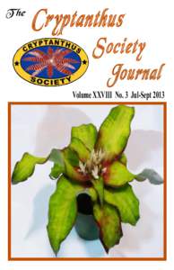 T he  Cryptanthus Society Journal Volume XXVIII No. 3 Jul-Sept 2013