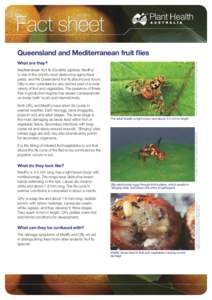 Fact sheet Queensland and Mediterranean fruit flies Scott Bauer, USDA Agricultural Research Service, Bugwood.org What are they? Mediterranean fruit fly (Ceratitis capitata; MedFly)
