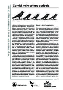 Fogli informativi sulla protezione degli uccelli  Corvidi nelle colture agricole In Svizzera sono presenti nove specie di Corvidi: Ghiandaia, Gazza, Nocciolaia, Gracchio alpino,