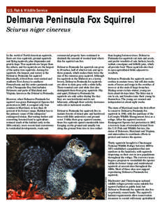 Fauna of Europe / Squirrel / Zoology / Ground squirrel / Fauna of the United States / Northern flying squirrel / Eastern gray squirrel / Tree squirrels / Delmarva fox squirrel / Fox squirrel