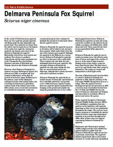 U.S. Fish & Wildlife Service  Delmarva Peninsula Fox Squirrel Sciurus niger cinereus  However, when Delmarva Peninsula fox