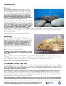 TUBENOSE GOBY Overview † The tubenose goby (Proterorhinus semilunaris) is a bottomdwelling fish from the rivers and estuaries of Eurasia, including tributaries of the Black and Caspian Seas. Both the tubenose and