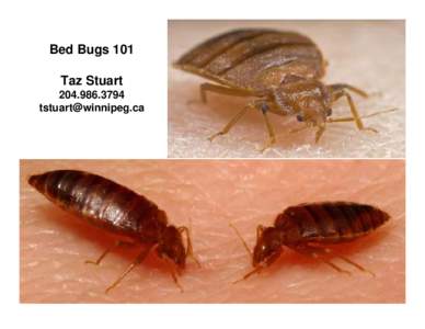 Protostome / Biology / Bed bug / Pest control / Cimicidae / Integrated pest management / Software bug / Parasites / Hemiptera / Phyla