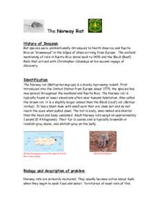 The Norway Rat History of Invasion Rat species were unintentionally introduced to North America and Puerto Rico as “stowaways” in the bilges of ships arriving from Europe. The earliest mentioning of rats in Puerto Ri
