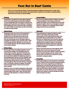 Bacterial diseases / Foot rot / Horse management / Horse anatomy / Fusobacterium necrophorum / Lameness / Cellulitis / Florfenicol / Laminitis / Veterinary medicine / Health / Medicine