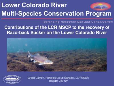 Contributions of the LCR MSCP to the recovery of Razorback Sucker on the Lower Colorado River Gregg Garnett, Fisheries Group Manager, LCR MSCP, Boulder City, NV