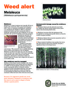 Natural history of Australia / Flora / Melaleuca quinquenervia / Melaleuca / Everglades / Ornamental trees / Oxyops vitiosa / Melaleuca linariifolia / Flora of Australia / Trees of Australia / Flora of New South Wales