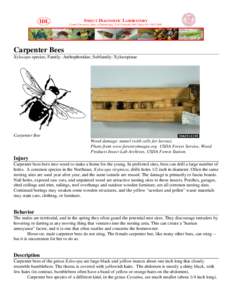 Bees / Beekeeping / Apidae / Hymenoptera / Eastern carpenter bee / Carpenter bee / Bumble bee / Bee / Pesticide toxicity to bees / Plant reproduction / Pollination / Pollinators