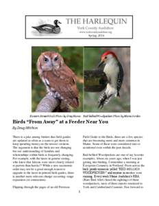 Zoology / Piping Plover / Shorebirds / National Audubon Society / Bird / Viburnum / Ring-billed Gull / Maine / Ornithology / Birds of North America / Audubon movement