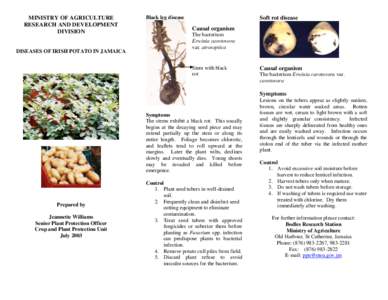 MINISTRY OF AGRICULTURE RESEARCH AND DEVELOPMENT DIVISION DISEASES OF IRISH POTATO IN JAMAICA
