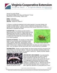 Cucumber beetle / Agriculture / Bacterial wilt / Acalymma / Biology / Land management / Beetle / Spotted cucumber beetle / Diabrotica / Chrysomelidae / Agricultural pest insects / Striped cucumber beetle