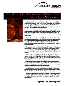 Procedures for Feeding Rescued Cattle and Horses in Hurricane-Affected Areas Cattle and horses that have been in a hurricane and have not eaten for several days should NOT be fed anything except grass or hay for a few da