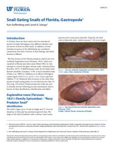 EENY251  Snail-Eating Snails of Florida, Gastropoda1