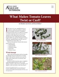 E[removed]What Makes Tomato Leaves Twist or Curl? Joe Masabni, Juan Anciso, and Russel Wallace*