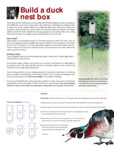 Build a duck nest box Wood ducks, Barrow’s goldeneyes, common goldeneyes, hooded mergansers, common mergansers and buffleheads are all cavity nesting ducks. They build nests in abandoned woodpecker holes or natural tre