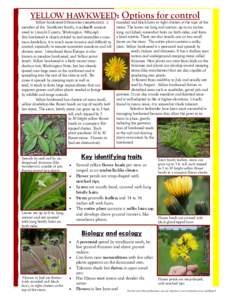 YELLOW HAWKWEED: Options for control  Yellow hawkweed (Hieracium caespitosum), a member of the Sunflower family, is a class-B noxious weed in Lincoln County, Washington. Although this hawkweed is closely related to and r