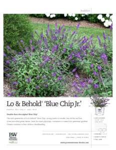 Buddleia  Lo & Behold ‘Blue Chip Jr.’ ®  B u d d leia ‘Blue Chip Jr . ’ ppaf , c br af