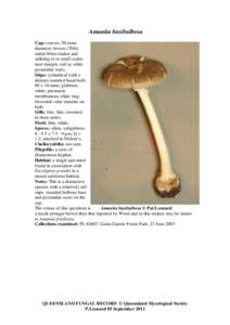 Amanita basibulbosa Cap: convex; 50 mms diameter; brown (7D6); radial fibres darker and splitting in to small scales near margin; veil as white