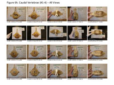 Figure 6h. Caudal Vertebrae (#1-4) – All Views  Figure 6i. Caudal Vertebrae (#5-8) – All Views Figure 6j. Caudal Vertebrae (#9-12) – All Views