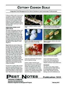 Cottony Cushion Scale Integrated Pest Management for Home Gardeners and Landscape Professionals Cottony cushion scale, Icerya purchasi, can infest a number of woody ornamentals and certain crops (Figure 1). Common hosts 