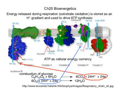 Ch25 Bioenergetics Energy released during respiration (substrate oxidation) is stored as an H+ gradient and used to drive ATP synthesis: ATP as cellular energy currency