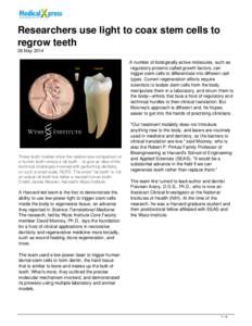 Researchers use light to coax stem cells to regrow teeth