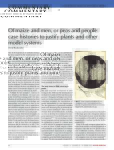 C O MMENTAR Y  L a s k e r b a s i c M e d i c a l r e s e a r c h awa r d Of maize and men, or peas and people: case histories to justify plants and other