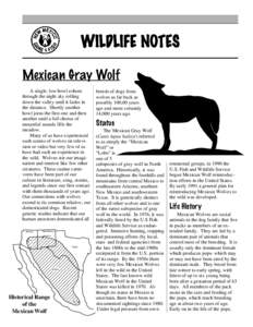 WILDLIFE NOTES Mexican Gray Wolf A single, low howl echoes through the night sky rolling down the valley until it fades in the distance. Shortly another