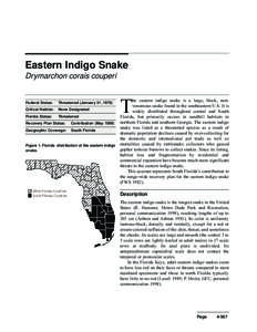 Eastern Indigo Snake Drymarchon corais couperi