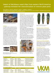 Agrilus / Bronze birch borer / Emerald ash borer / Quercus velutina / Fraxinus / Buprestidae / Woodboring beetles / Flora of the United States