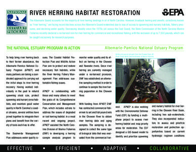 River Herring Habitat Restoration, Albemarle-Pamlico National Estuary Program