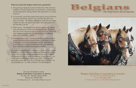 What has fueled the Belgian draft horse popularity? 1. The growing ecological awareness that some of the tools and methods of modern agriculture are destructive, causing many to seek alternatives among which is the draft