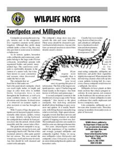 WILDLIFE NOTES Centipedes and Millipedes Centipedes are among the more wiggly, sinuous and—to the unappreciative—repulsive creatures in the animal kingdom. Although they prefer damp solitude under a stone or log, the