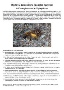Die Efeu-Seidenbiene (Colletes hederae) in Kindergärten und auf Spielplätzen Die Efeu-Seidenbiene ist eine bundesweit seltene Wildbienenart, die aus Baden-Württemberg bisher nur aus