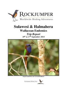 Sulawesi & Halmahera Wallacean Endemics Trip Report 10th to 27th September[removed]Purple-bearded Bee-eater by David Hoddinott