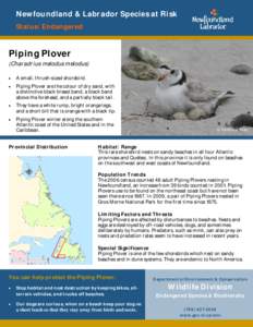 Newfoundland & Labrador Species at Risk Status: Endangered Piping Plover (Charadrius melodus melodus) 