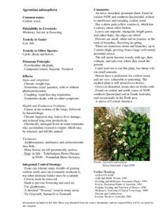 Ageratina riparia / Noxious weed / Botany / Ageratina / Weed / Noxious / Ageratina adenophora / Garden pests / Agriculture / Biology