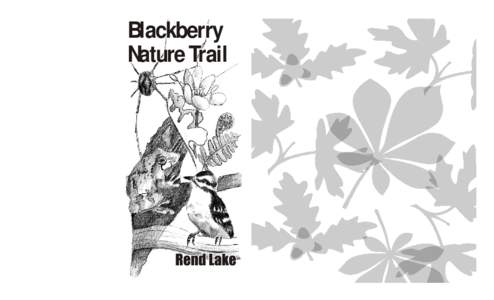 The U.S. Army Corps of Engineers welcomes you to Rend Lake and the Blackberry Nature Trail. This brochure guides you along a winding trail through wildlife habitat (homes). Match the numbered markers along