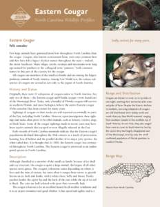 Eastern Cougar North Carolina Wildlife Profiles Eastern Cougar  Sadly, extinct for many years.