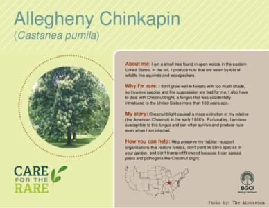 Allegheny Chinkapin (Castanea pumila) About me: I am a small tree found in open woods in the eastern United States. In the fall, I produce nuts that are eaten by lots of wildlife like squirrels and woodpeckers.