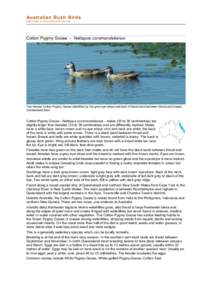 Fauna of Asia / Birds of Western Australia / Ornithology / Cotton Pygmy Goose / Pygmy goose / Green Pygmy Goose / Goose / Pygmy goat / Australian Wood Duck / Geese / Birds of Australia / Nettapus