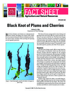 FACT SHEET Agriculture and Natural Resources HYG[removed]Black Knot of Plums and Cherries