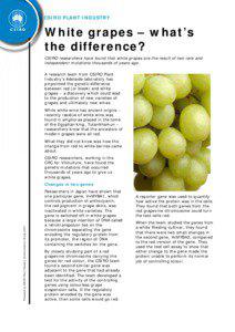 CSIRO PLANT INDUSTRY  White grapes – what’s
