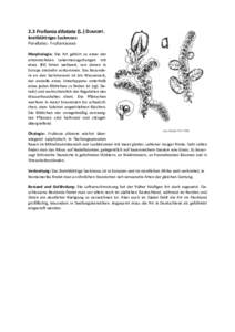 2.3 Frullania dilatata (L.) DUMORT. Breitblättriges Sackmoos Porellales - Frullaniaceae Morphologie: Die Art gehört zu einer der artenreichsten Lebermoosgattungen mit etwa 300 Arten weltweit, von denen in