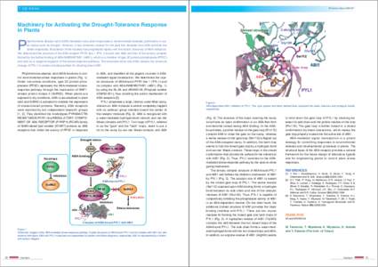 Cell signaling / Ketones / Sesquiterpenes / Abscisic acid / Pyrabactin / ABI1 / Receptor / Signal transduction / Protein kinase / Biology / Plant hormones / Cell biology