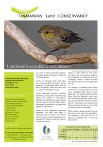 Photo: Chris Tzaros  Threatened woodland bird project Issue 24 Autumn 2010 Threatened Woodland Bird Project Supporter News and Events