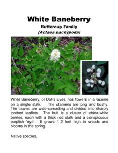 White Baneberry Buttercup Family (Actaea pachypoda)  White Baneberry, or Doll’s Eyes, has flowers in a raceme